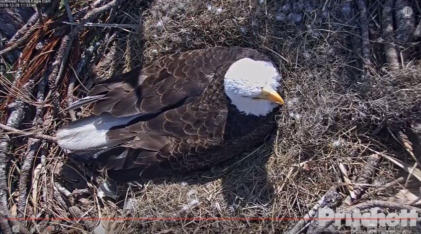 ktvb.com | WATCH LIVE: 'Eagle cam' streaming Florida bald eagle births